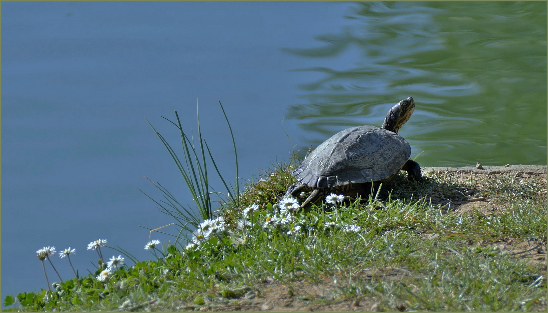 chaleur du soleil,  tortue au sang froid....