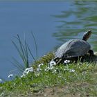 chaleur du soleil,  tortue au sang froid....