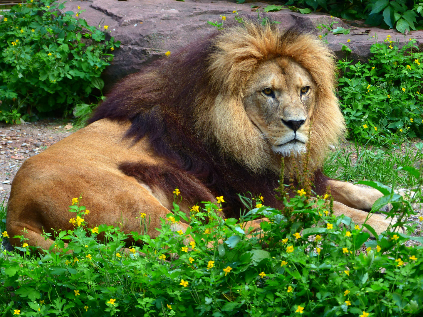 Chalid in voller Größe Foto & Bild tiere, zoo, wildpark