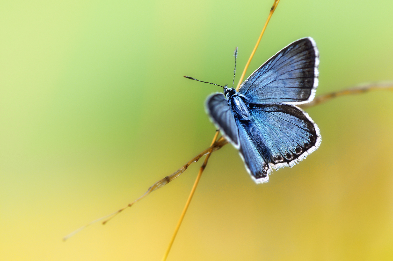 chalkhill blue