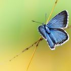 chalkhill blue