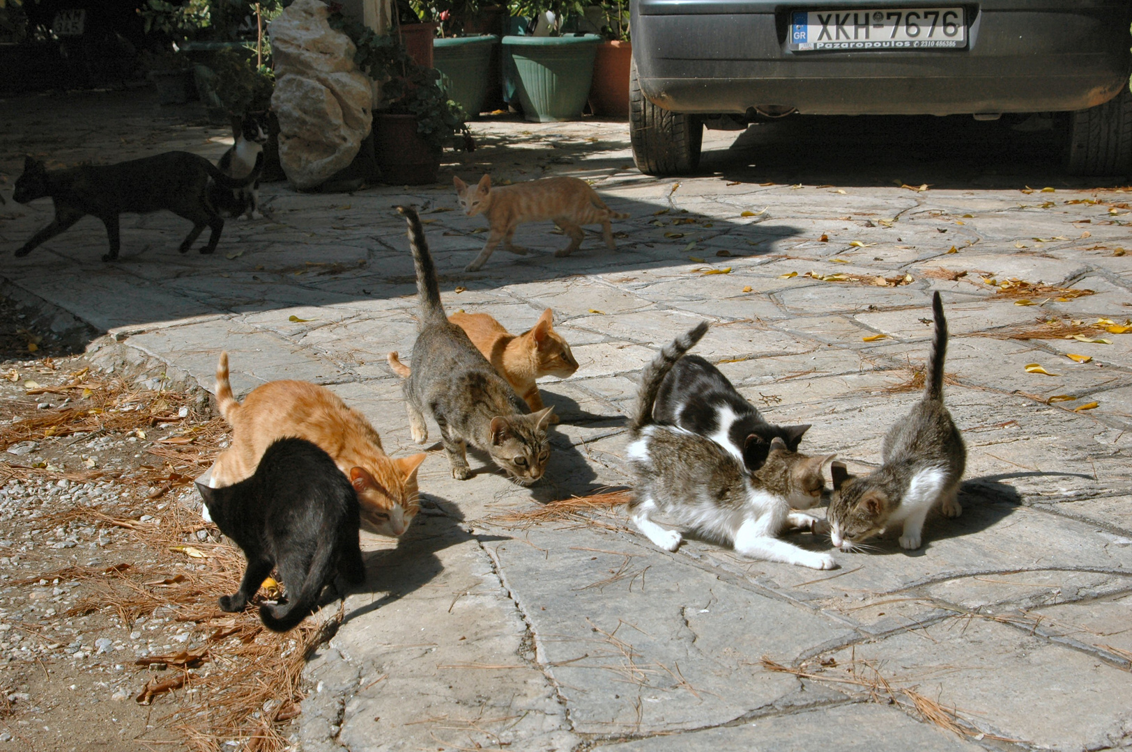 Chalkidiki , Versogung der Streuner.