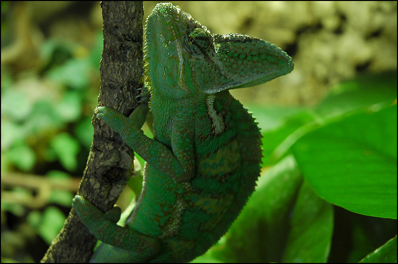 Chamaeleo calyptratus