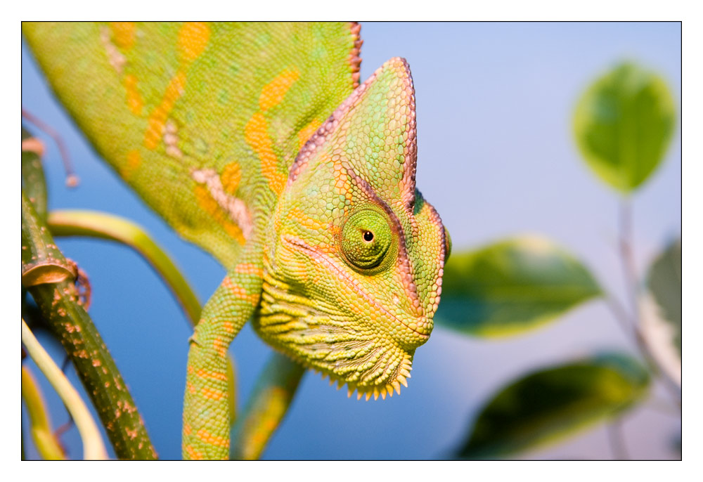 Chamaeleo calyptratus