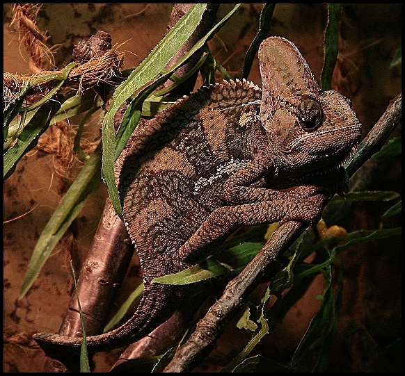 chamaeleo calyptratus - Jemenchamäleon