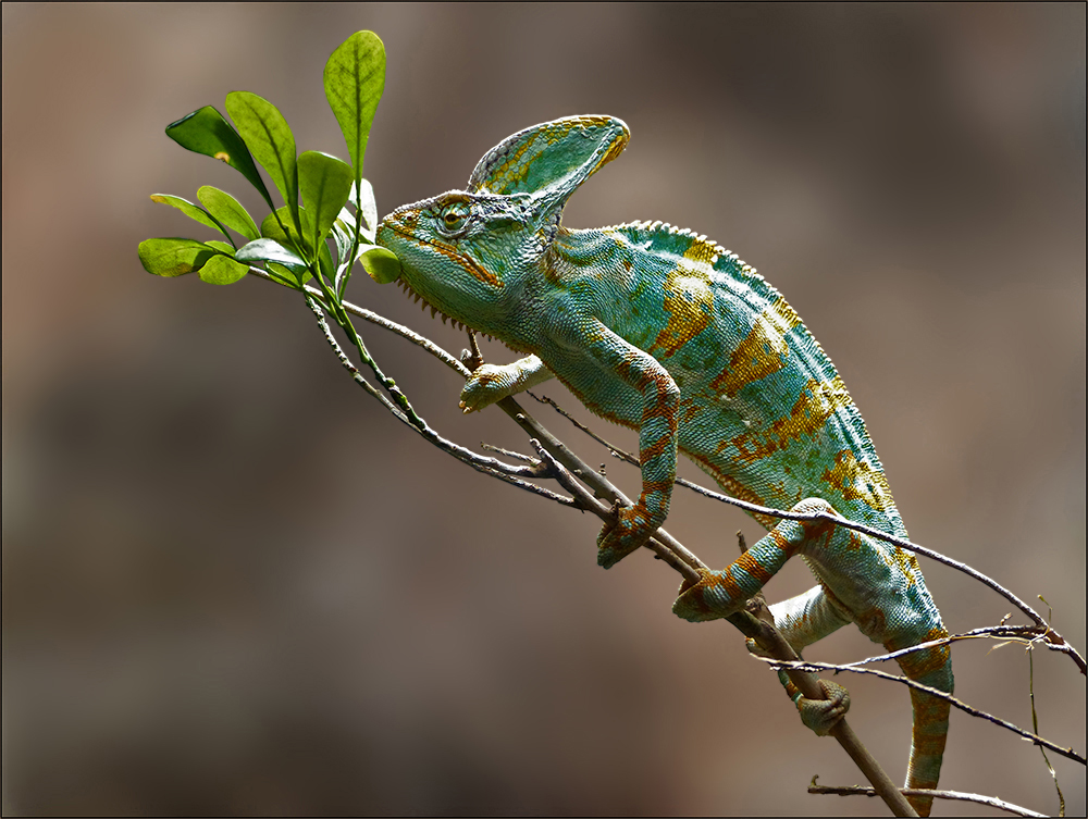 Chamaeleo calyptratus - Jemenchamäleon