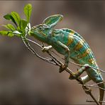 Chamaeleo calyptratus - Jemenchamäleon