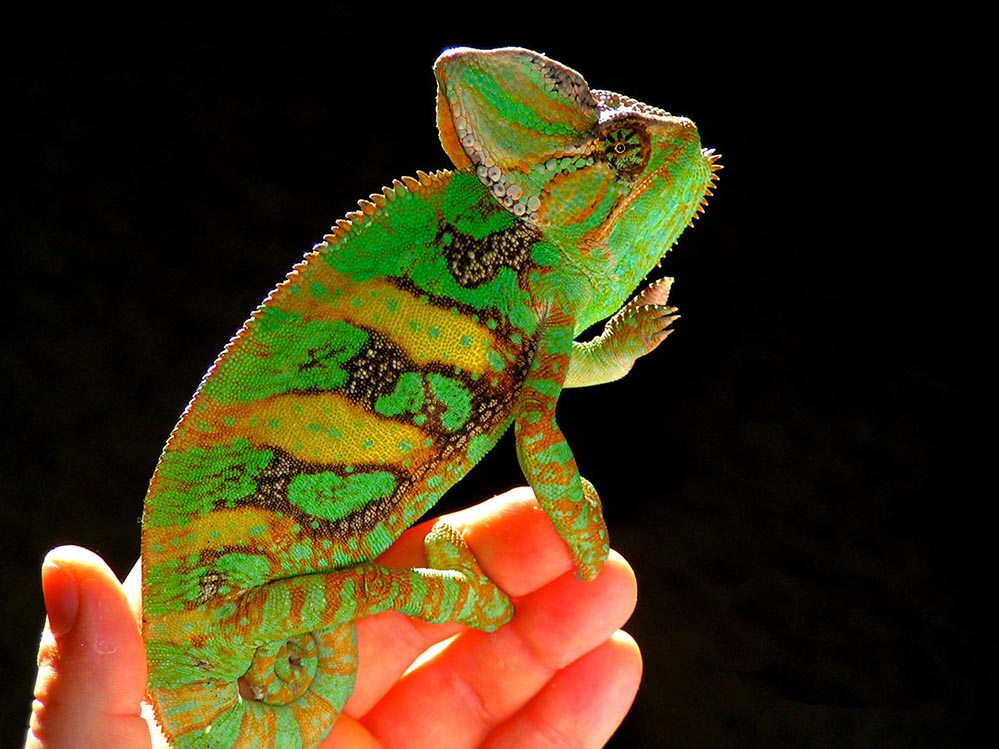 Chamaeleo calyptratus Was will der von mir mit dem Ding? Foto & Bild