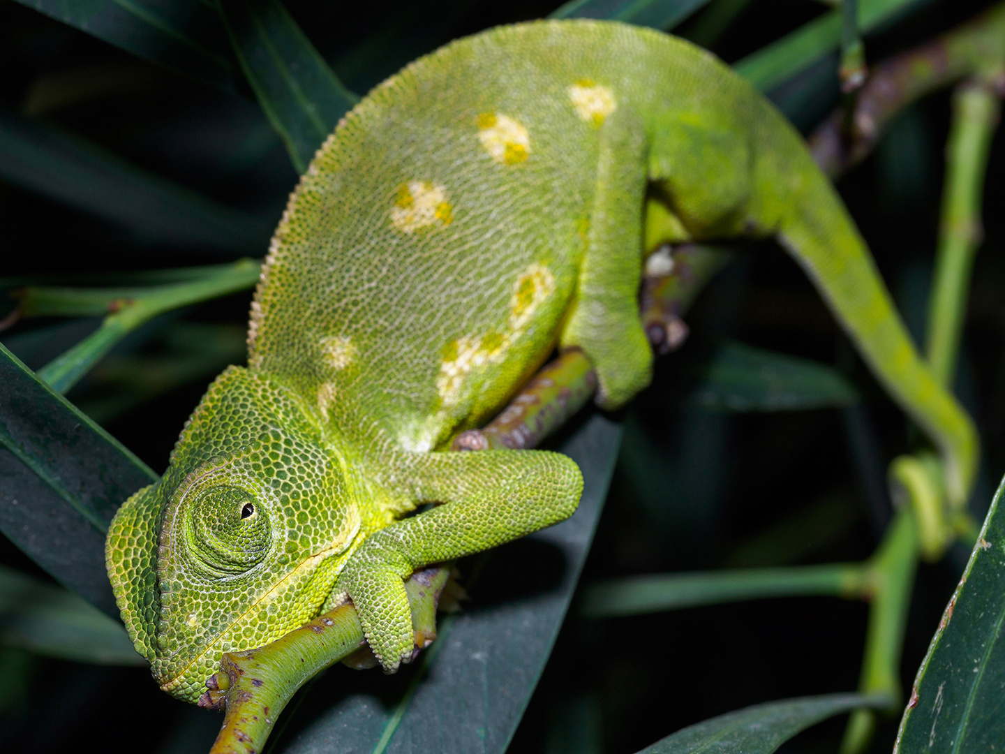 Chamaeleo chamaeleon recticrista