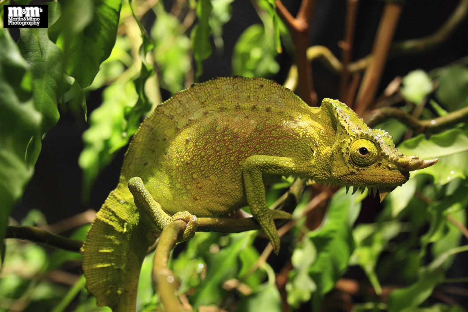 Chamaeleo (Trioceros) quadricornis