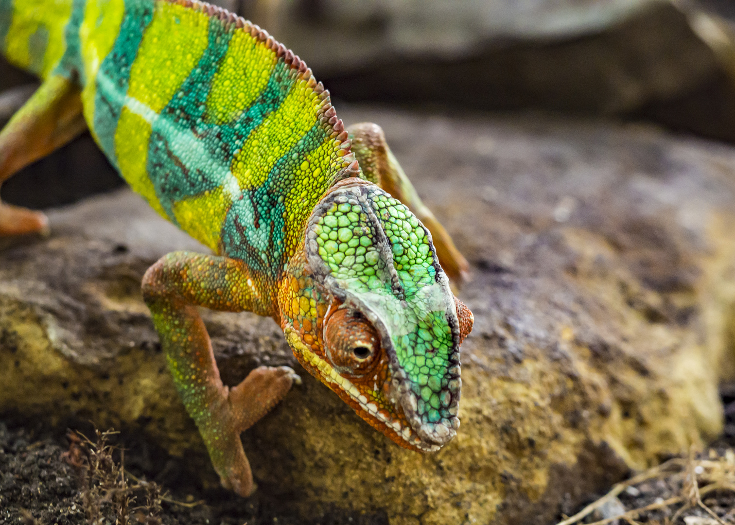 Dragon And Chameleon Chapter 1 Chamäleon Foto & Bild | tiere, wildlife, amphibien & reptilien Bilder