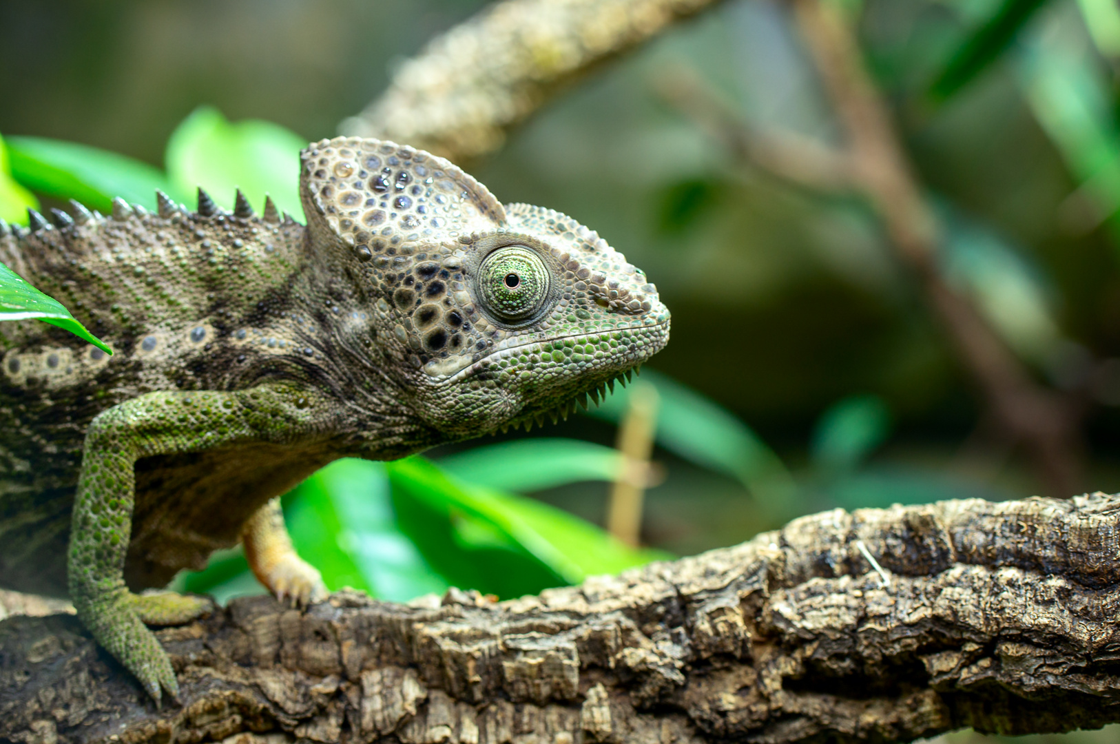 Chamäleon Foto & Bild | tiere, zoo, wildpark & falknerei, amphibien