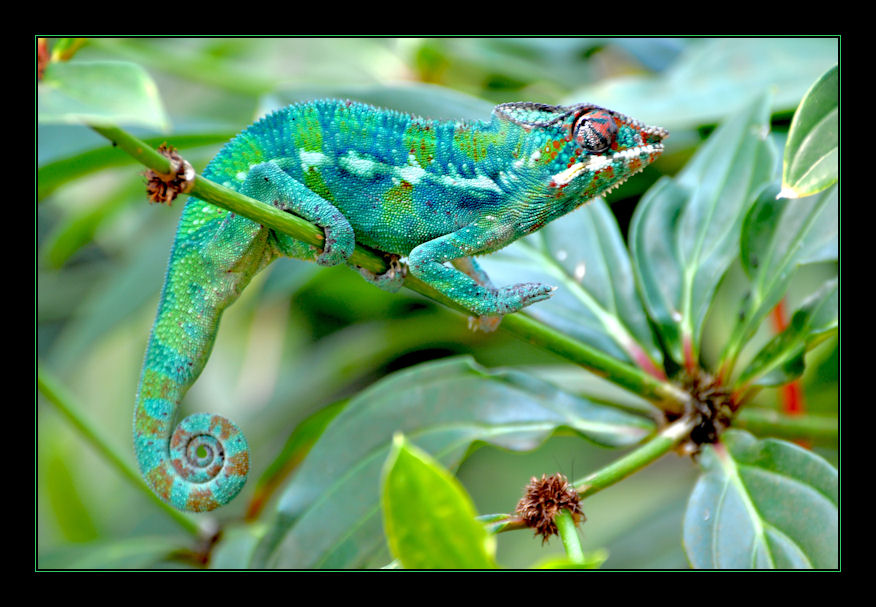 Chamäleon Foto & Bild | tiere, zoo, wildpark & falknerei, amphibien