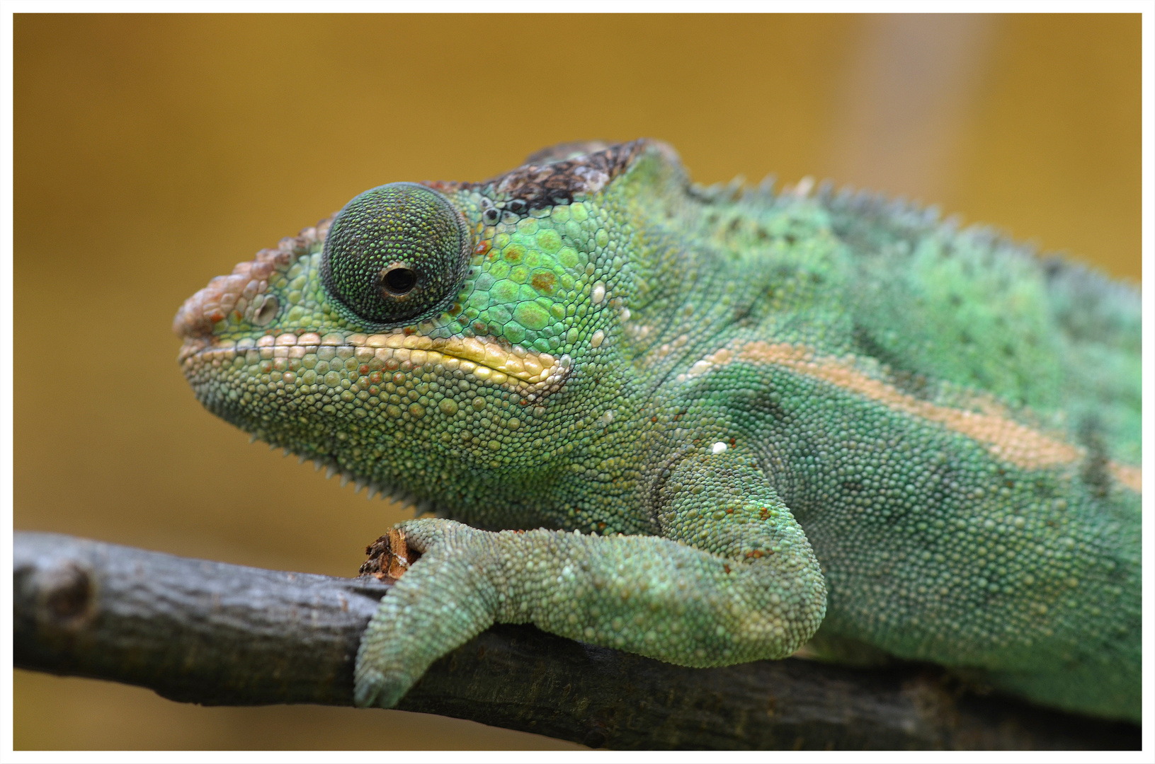Chamäleon Foto & Bild | zoo, reptilien Bilder auf fotocommunity