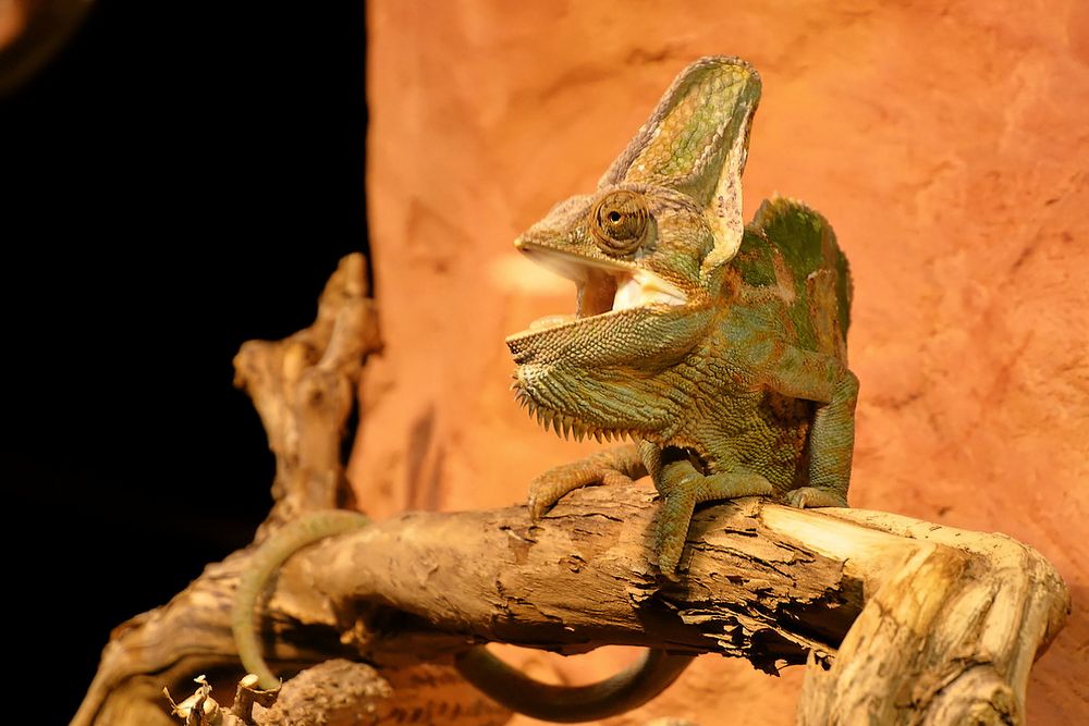 Chamäleon Foto & Bild | tiere, zoo, wildpark & falknerei, amphibien
