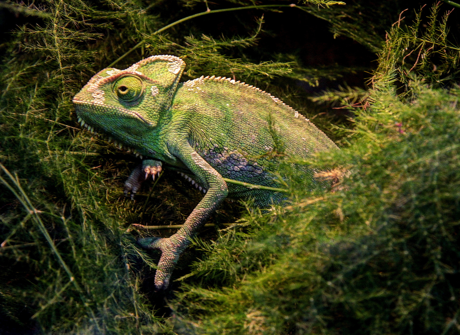 Chamäleon Foto & Bild | natur, zoo, tiere Bilder auf fotocommunity