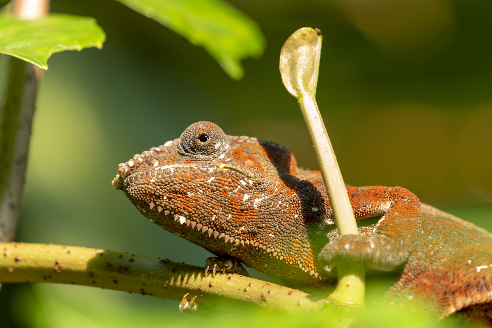 Chamäleon Foto & Bild | tiere, zoo, wildpark & falknerei, amphibien