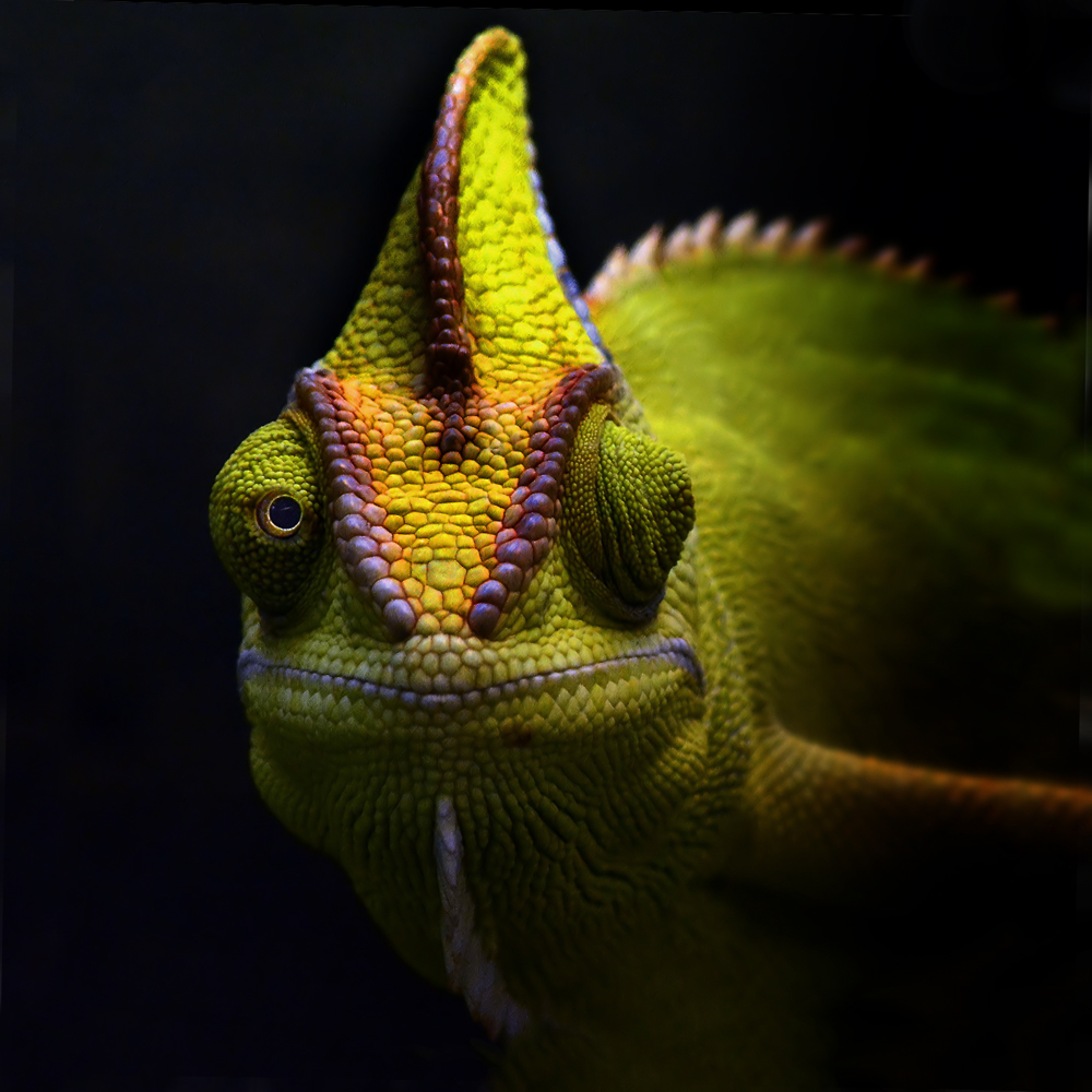 Dragon And Chameleon Chapter 1 Chamäleon Foto & Bild | tiere, zoo, wildpark & falknerei, amphibien