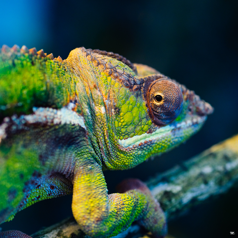 Chamäleon Foto & Bild | tiere, zoo, wildpark & falknerei, amphibien