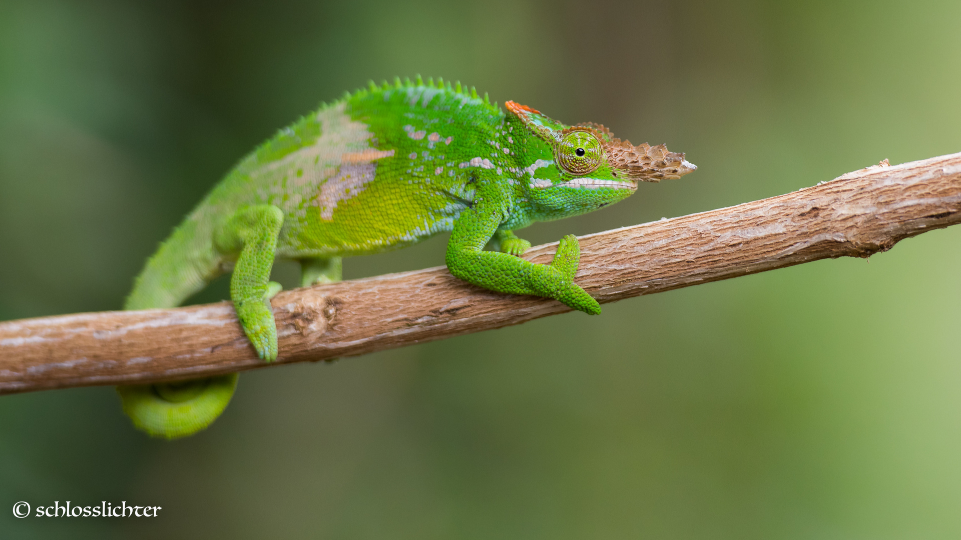 Chamäleon Foto & Bild | tiere, wildlife, amphibien & reptilien Bilder