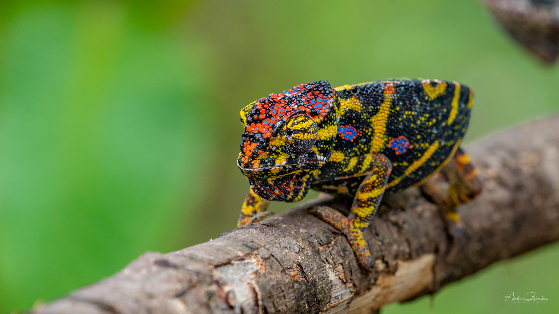 Chamäleon Foto & Bild | africa, madagascar, eastern africa Bilder auf