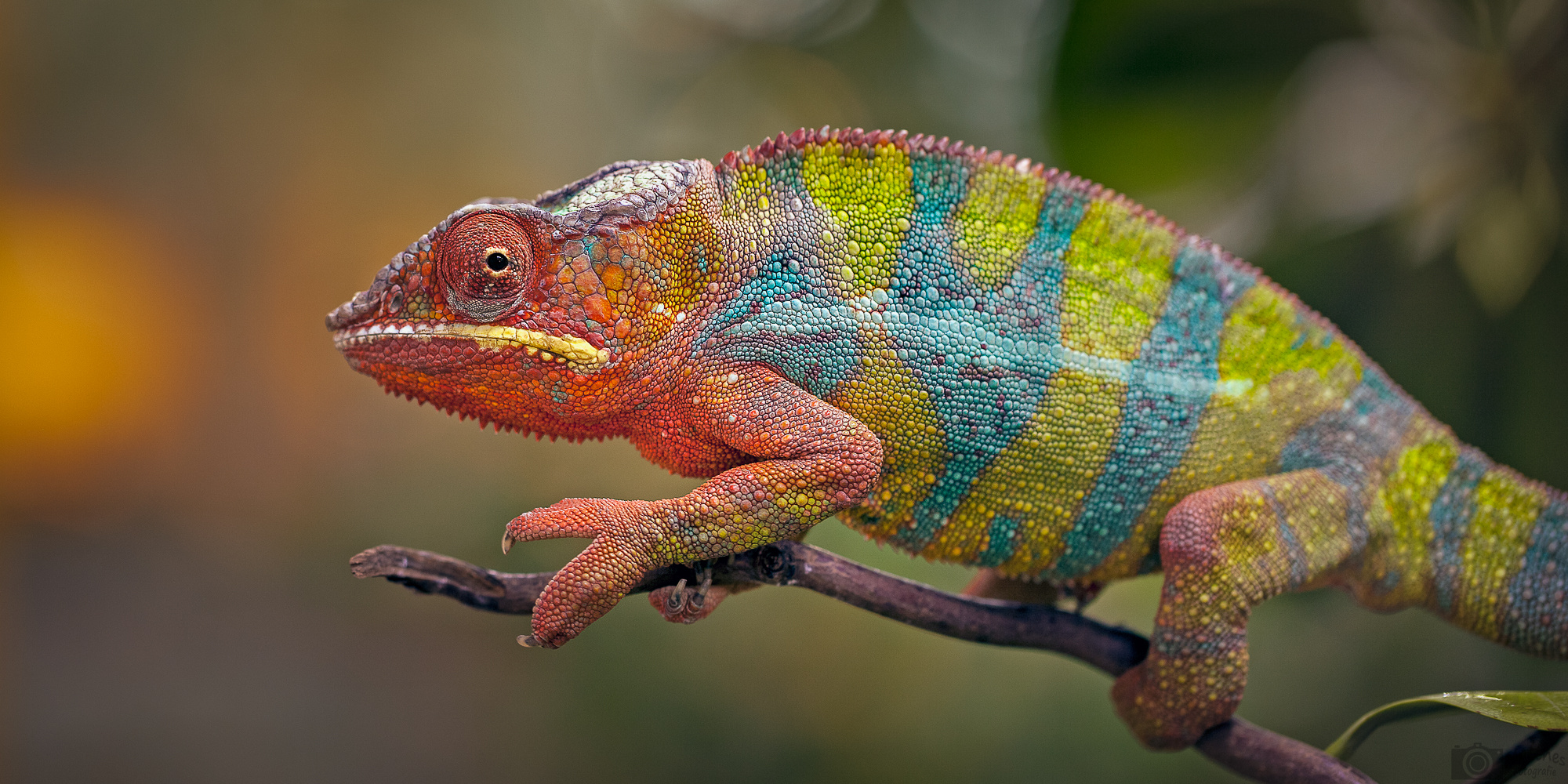 Chamaleon Foto Bild Natur Tiere Reptilien Bilder Auf Fotocommunity