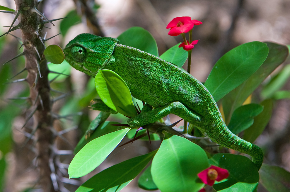 Chamäleon Foto & Bild | tiere, wildlife, amphibien & reptilien Bilder