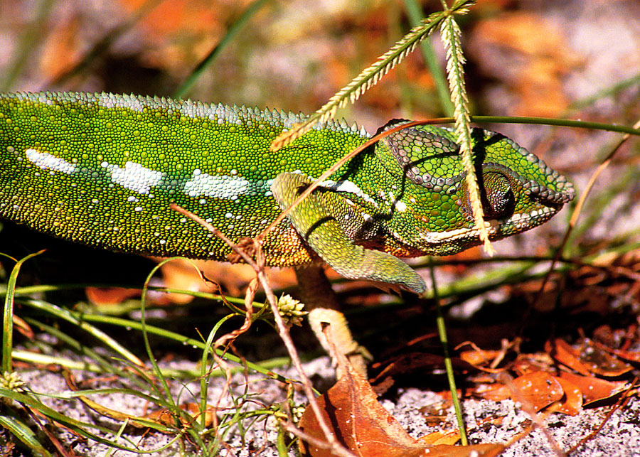 Chamäleon auf Madagaskar