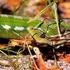 Chamäleon auf Madagaskar