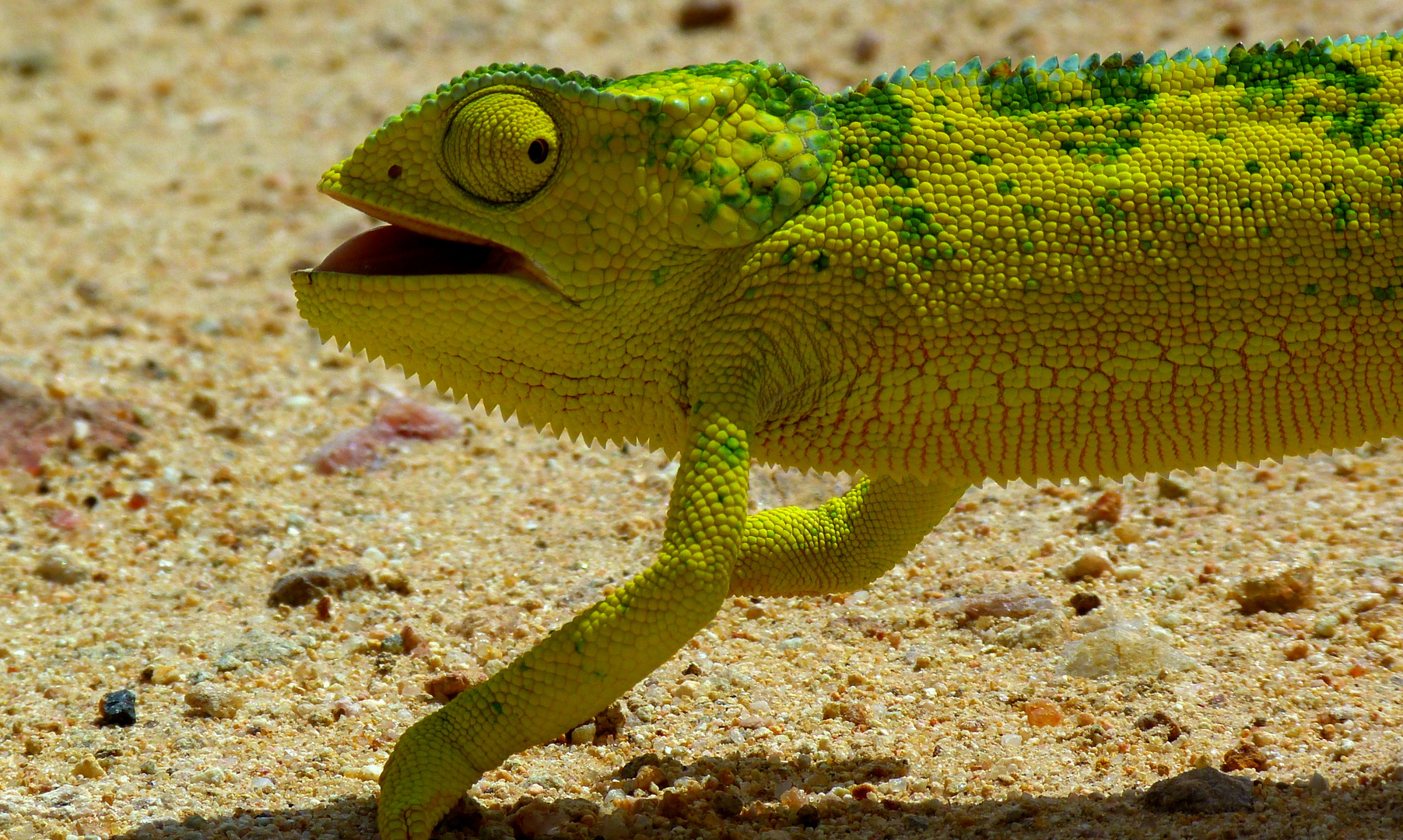 Chamäleon auf Tour im Ruaha-Park