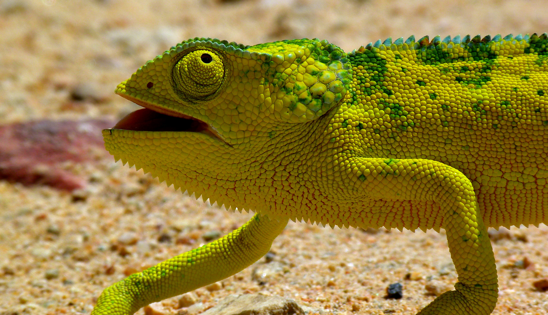 Chamäleon auf Tour im Ruaha-Park Teil 2