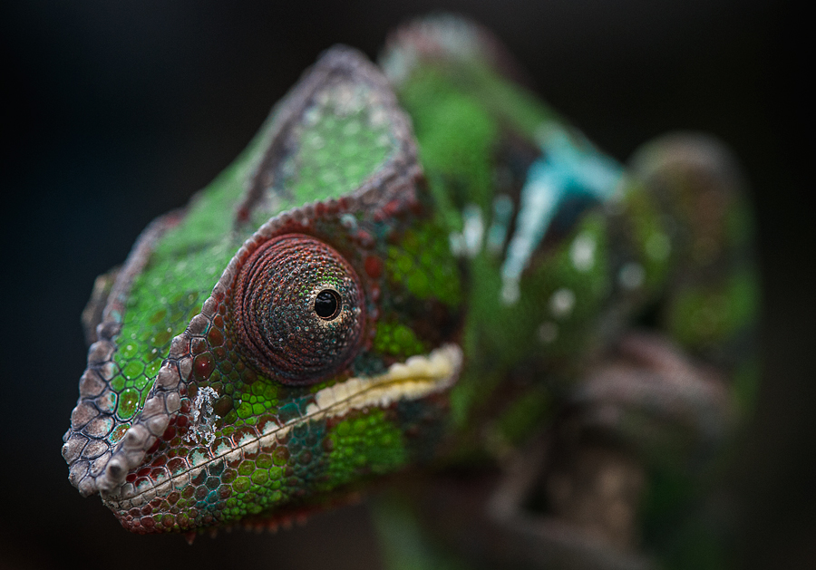 Chamäleon Foto & Bild | tiere, zoo, wildpark & falknerei, amphibien