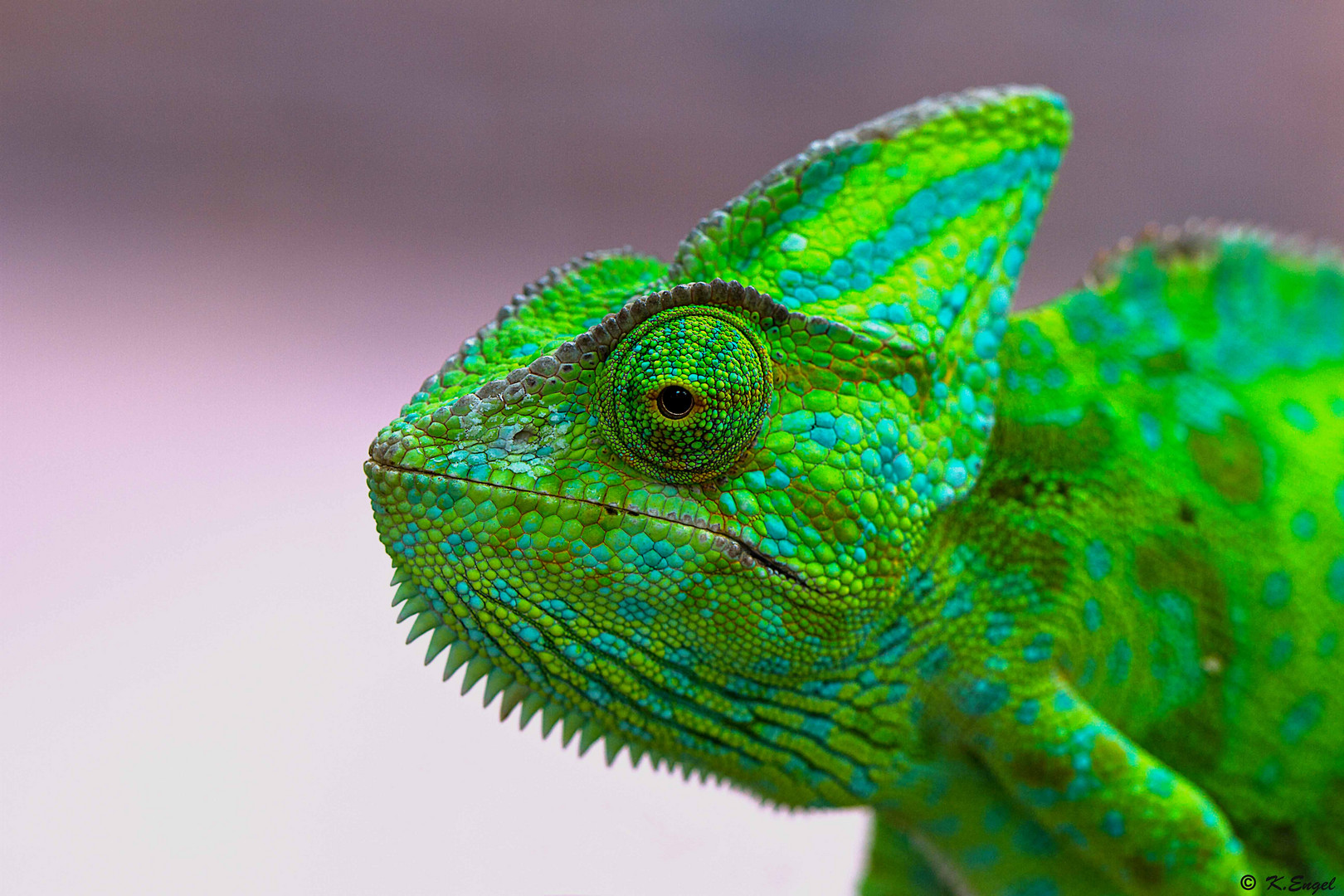 Chamaleon Foto Bild Tiere Zoo Wildpark Falknerei Amphibien Reptilien Bilder Auf Fotocommunity