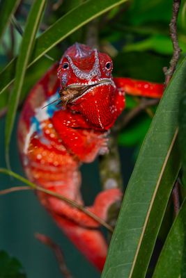 Chamäleon beim Abendessen