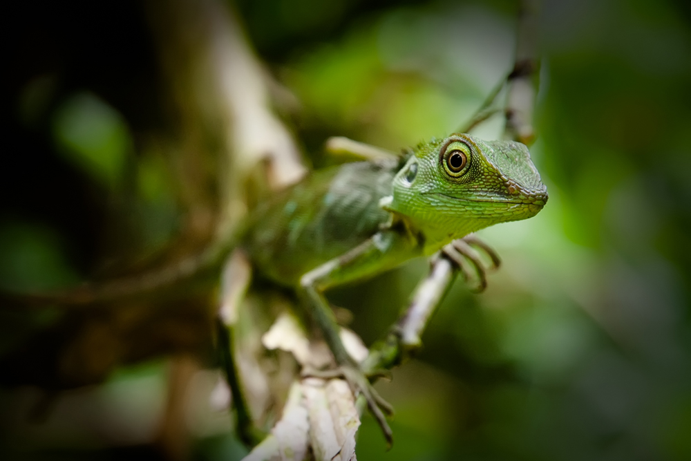 Chamäleon Borneo