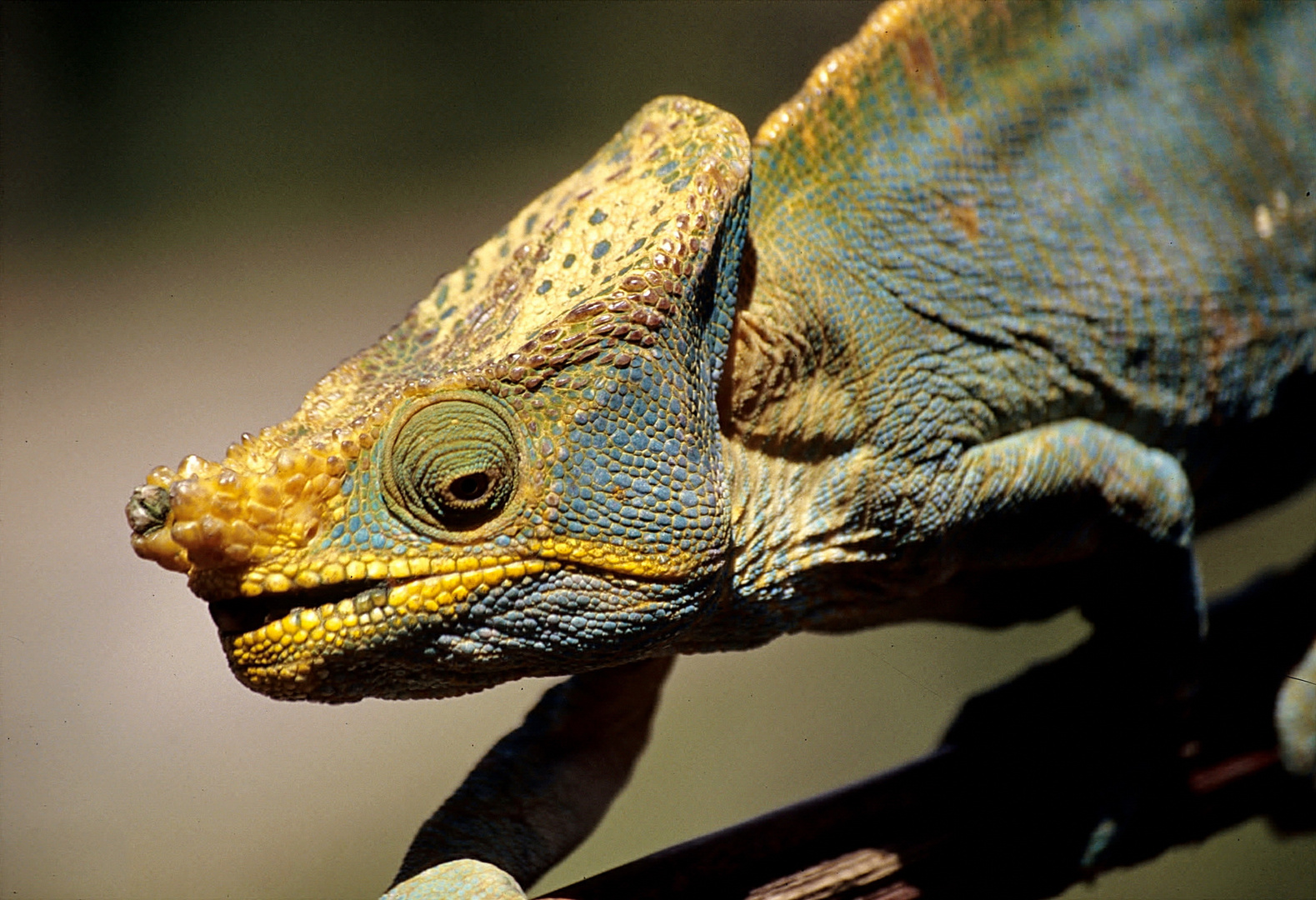 Dragon And Chameleon Chapter 1 Chamäleon Foto & Bild | reportage dokumentation, africa, madagascar