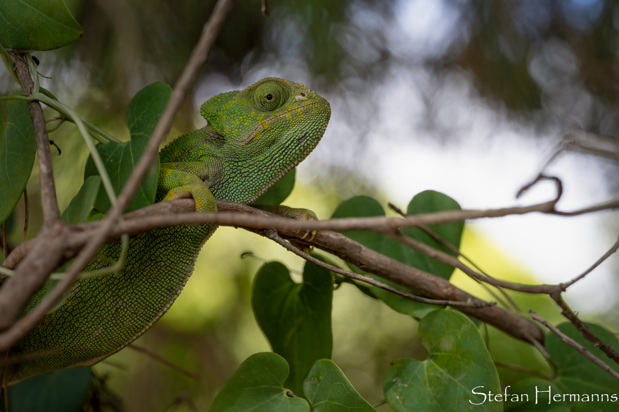  Chamäleon (Chamaeleo chamaeleon)