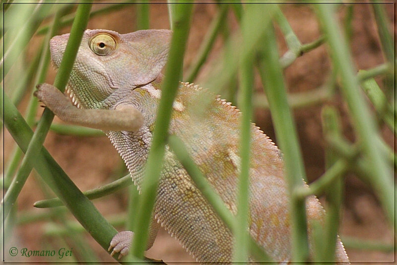 Chamäleon (Chamaeleonidae)