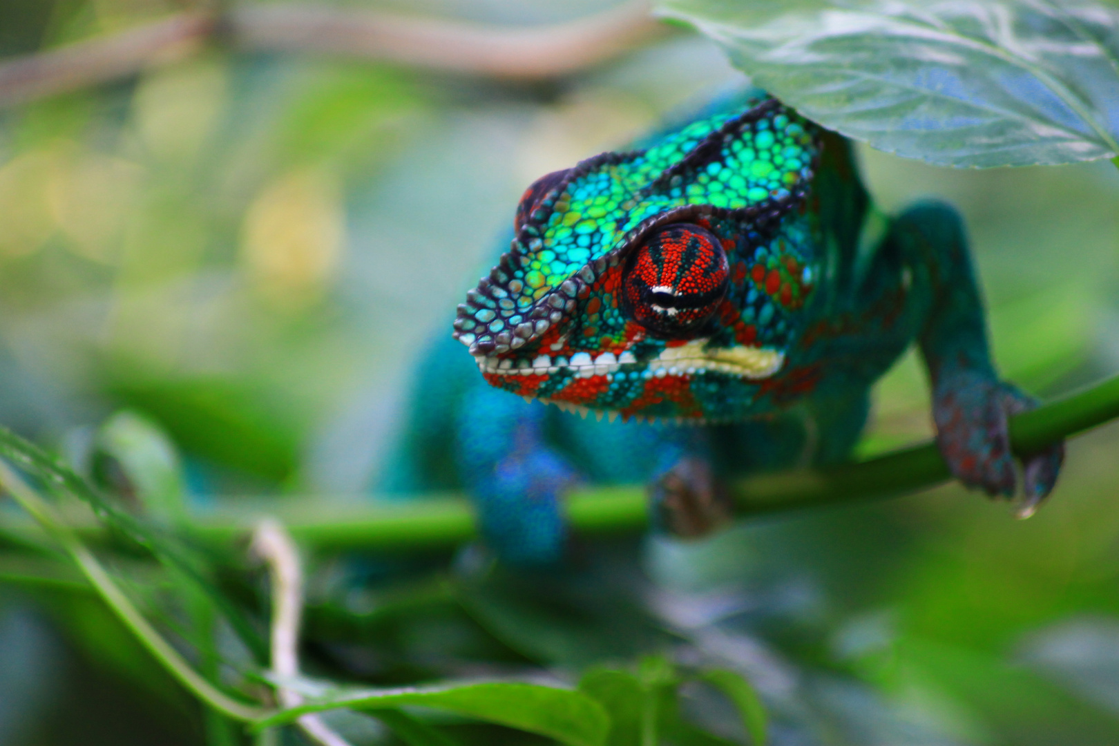 Chamäleon Foto & Bild | tiere, zoo, wildpark & falknerei, amphibien