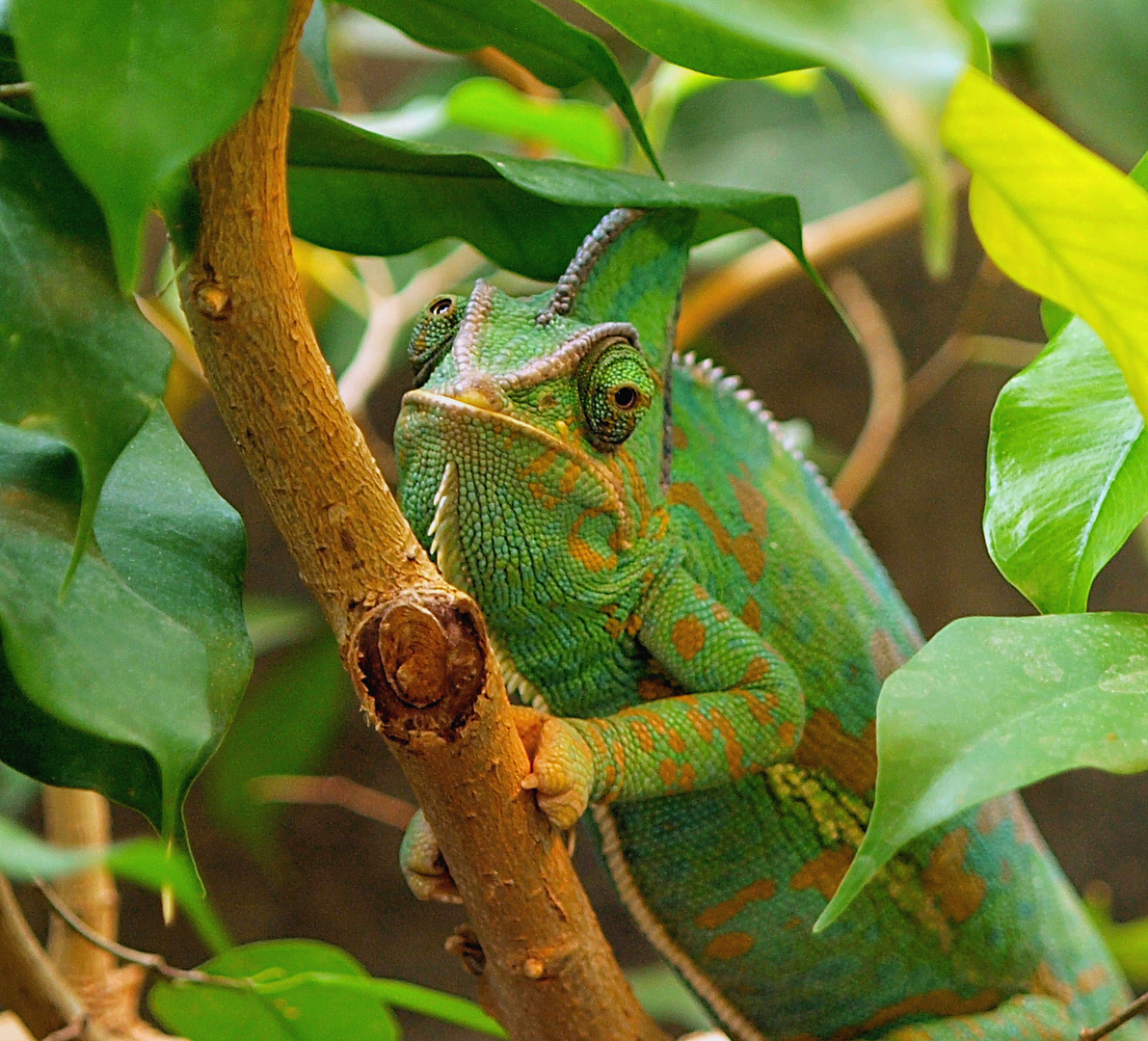 Chamäleon Foto & Bild | tiere, zoo, wildpark & falknerei, amphibien