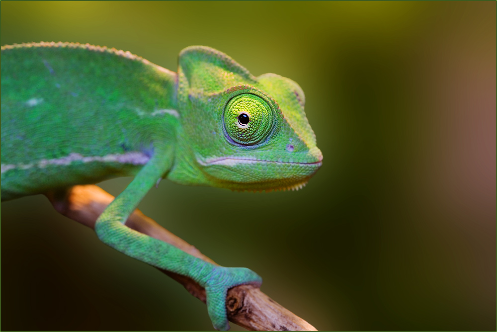 Chamäleon Foto & Bild | tiere, zoo, wildpark & falknerei, amphibien