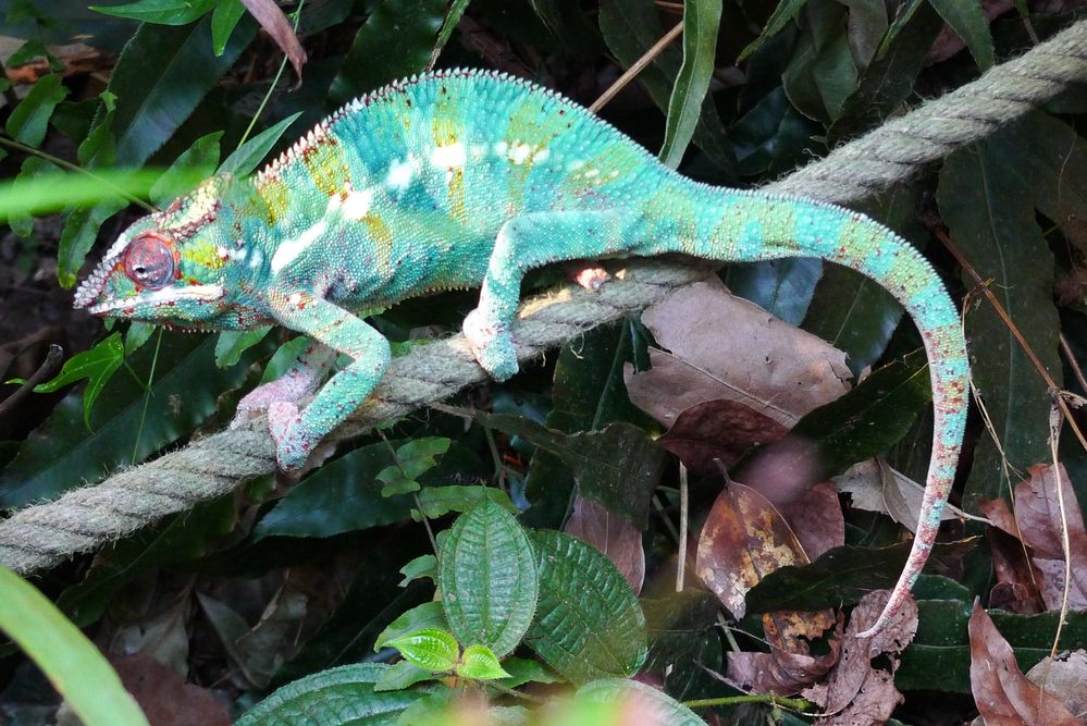 Chamäleon Foto & Bild | tiere, zoo, wildpark & falknerei, amphibien