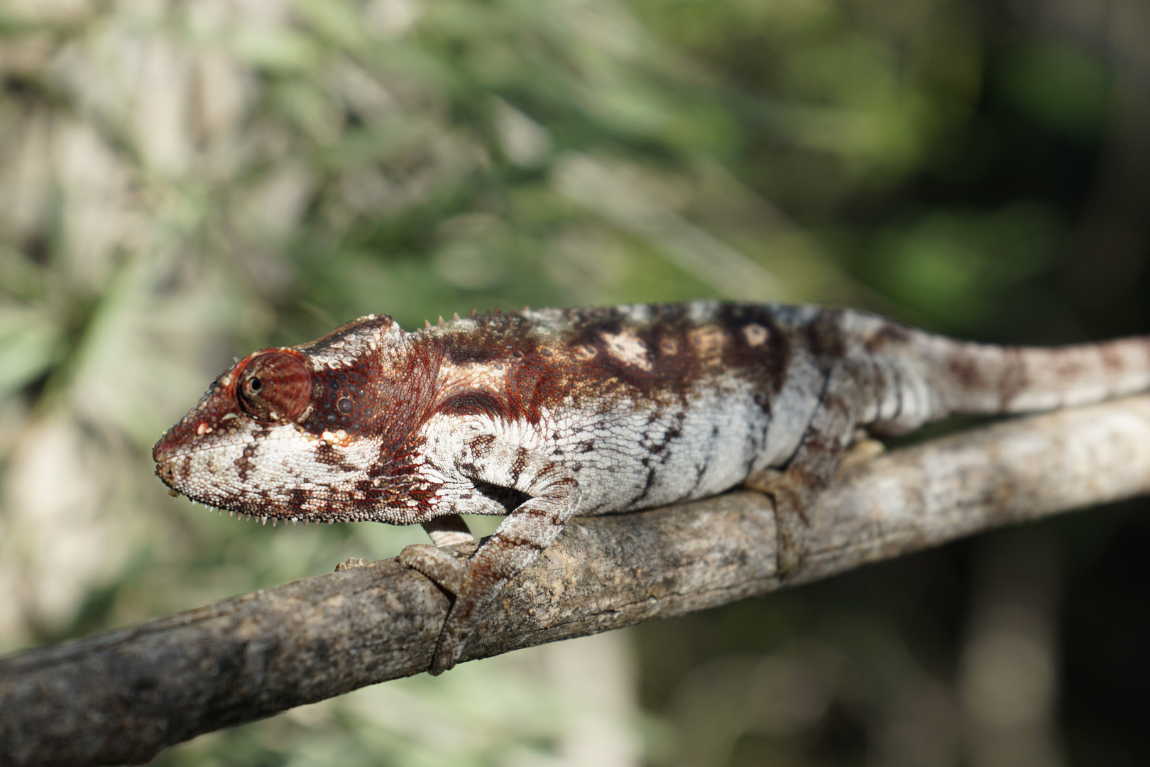 Chamäleon Furcifer verrucosus im Dornenwald