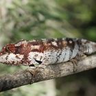 Chamäleon Furcifer verrucosus im Dornenwald