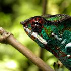 Chamäleon hautnah in der Masola Halle des Zürcher Zoo's