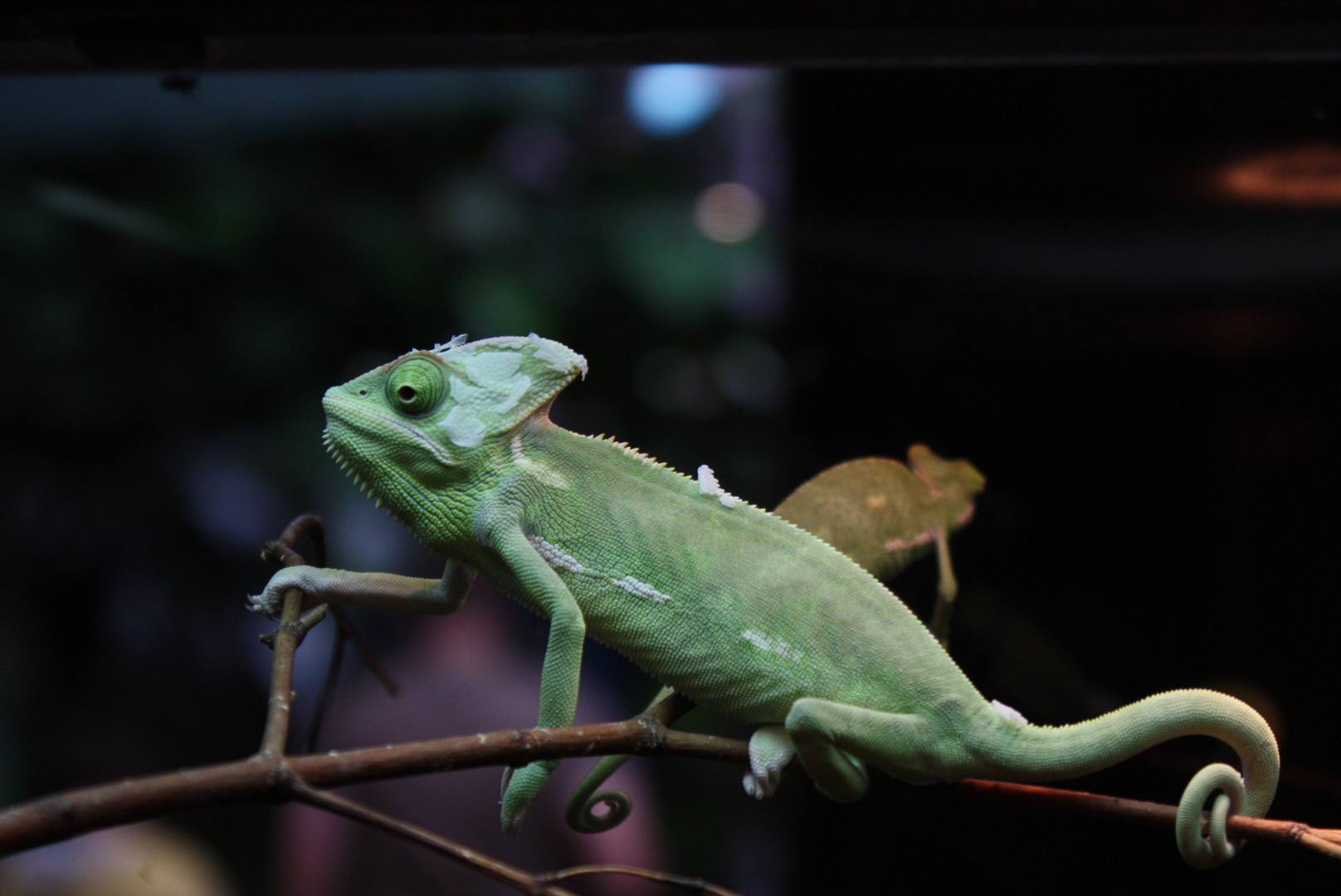 Chamäleon im Aquarium des Kölner Zoos