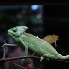 Chamäleon im Aquarium des Kölner Zoos