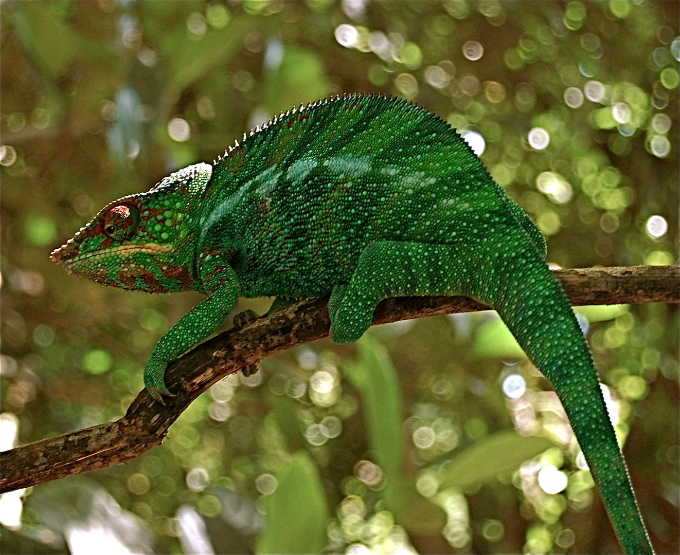 Chamaleon Im Dschungel Von Nosy Be Madagaskar Foto Bild Tiere Wildlife Amphibien Reptilien Bilder Auf Fotocommunity