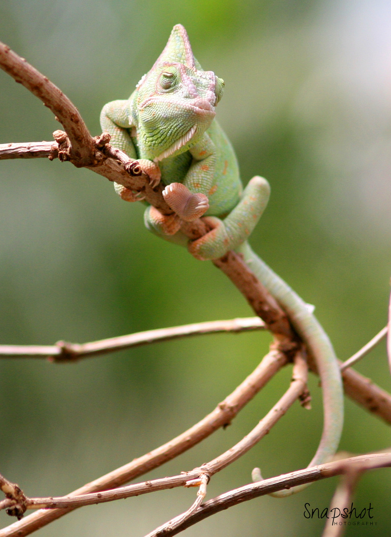 Chamäleon im Kölner Zoo