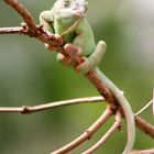 Chamäleon im Kölner Zoo